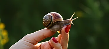 Właściwości śluzu ze ślimaka