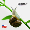 Elicina Classic 40g - Krem ze śluzem ślimaka 80% na przebarwienia i ślady po niedoskonałościach