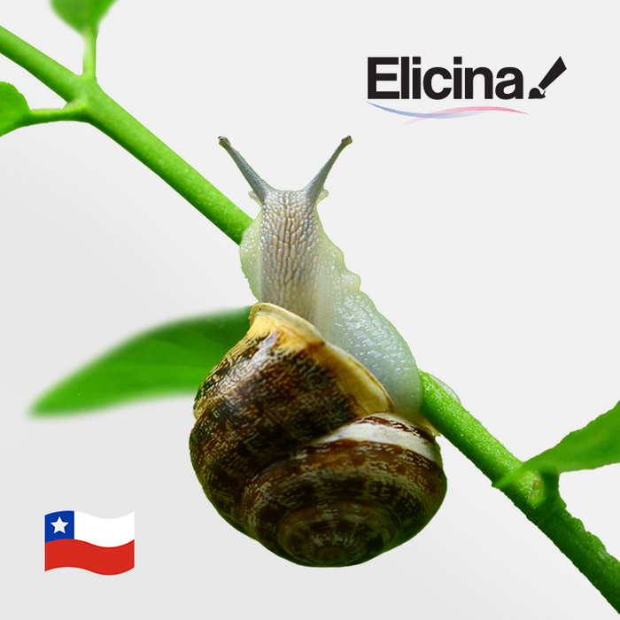 Elicina Classic PLUS 40 g, zdjecie 8